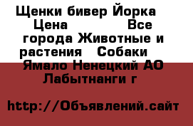 Щенки бивер Йорка  › Цена ­ 30 000 - Все города Животные и растения » Собаки   . Ямало-Ненецкий АО,Лабытнанги г.